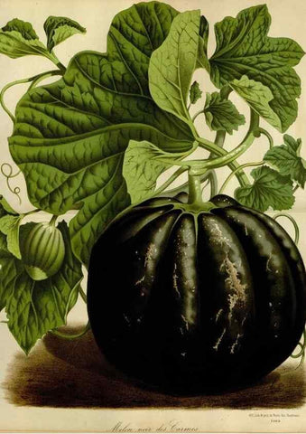 Reproducción/Reproduction 49587770313: Flore des serres et des jardins de l'Europe. A Gand :chez Louis van Houtte, eÌditeur,1845-1880.. 