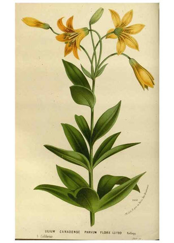 Reproducción/Reproduction 49587773088: Flore des serres et des jardins de l'Europe. A Gand :chez Louis van Houtte, eÌditeur,1845-1880.. 