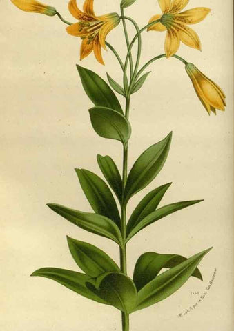 Reproducción/Reproduction 49587773088: Flore des serres et des jardins de l'Europe. A Gand :chez Louis van Houtte, eÌditeur,1845-1880.. 