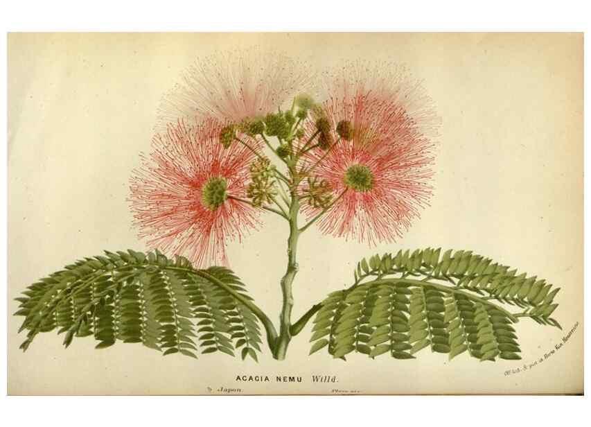 Reproducción/Reproduction 49588511907: Flore des serres et des jardins de l'Europe. A Gand :chez Louis van Houtte, eÌditeur,1845-1880.. 