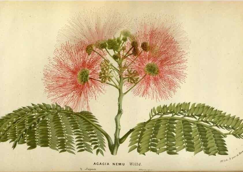 Reproducción/Reproduction 49588511907: Flore des serres et des jardins de l'Europe. A Gand :chez Louis van Houtte, eÌditeur,1845-1880.. 