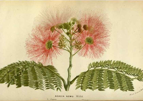 Reproducción/Reproduction 49588511907: Flore des serres et des jardins de l'Europe. A Gand :chez Louis van Houtte, eÌditeur,1845-1880.. 