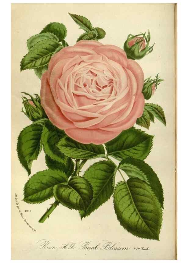 Reproducción/Reproduction 49588512137: Flore des serres et des jardins de l'Europe. A Gand :chez Louis van Houtte, eÌditeur,1845-1880.. 