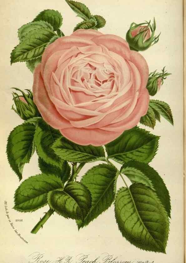 Reproducción/Reproduction 49588512137: Flore des serres et des jardins de l'Europe. A Gand :chez Louis van Houtte, eÌditeur,1845-1880.. 