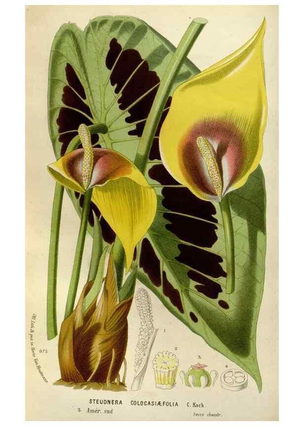 Reproducción/Reproduction 49588268651: Flore des serres et des jardins de l'Europe. A Gand :chez Louis van Houtte, eÌditeur,1845-1880.. 