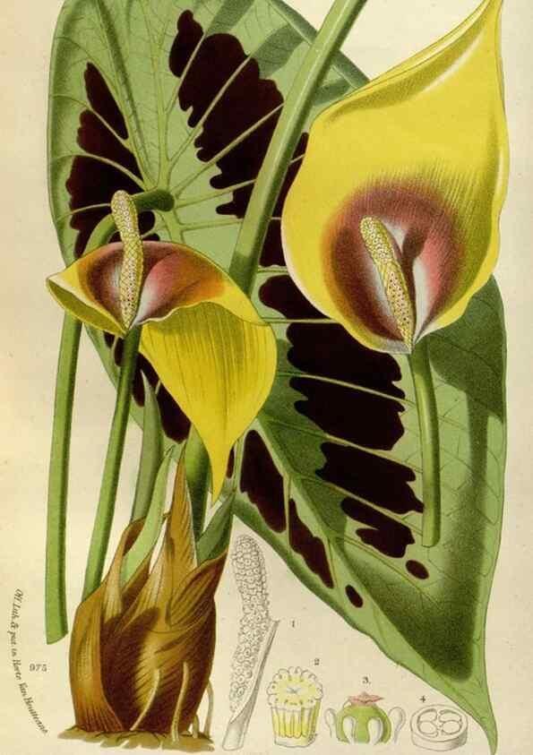 Reproducción/Reproduction 49588268651: Flore des serres et des jardins de l'Europe. A Gand :chez Louis van Houtte, eÌditeur,1845-1880.. 