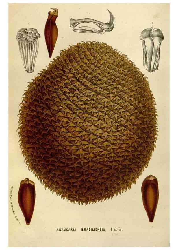 Reproducción/Reproduction 49588269126: Flore des serres et des jardins de l'Europe. A Gand :chez Louis van Houtte, eÌditeur,1845-1880.. 
