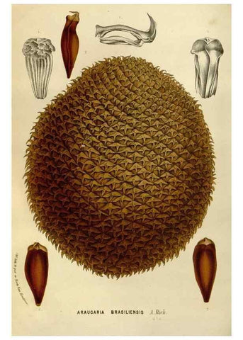 Reproducción/Reproduction 49588269126: Flore des serres et des jardins de l'Europe. A Gand :chez Louis van Houtte, eÌditeur,1845-1880.. 