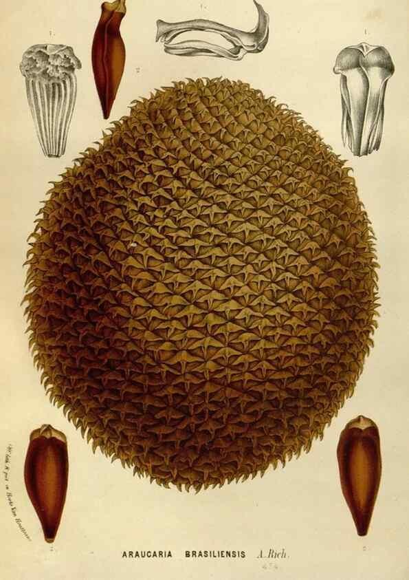 Reproducción/Reproduction 49588269126: Flore des serres et des jardins de l'Europe. A Gand :chez Louis van Houtte, eÌditeur,1845-1880.. 