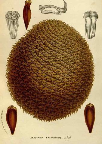 Reproducción/Reproduction 49588269126: Flore des serres et des jardins de l'Europe. A Gand :chez Louis van Houtte, eÌditeur,1845-1880.. 