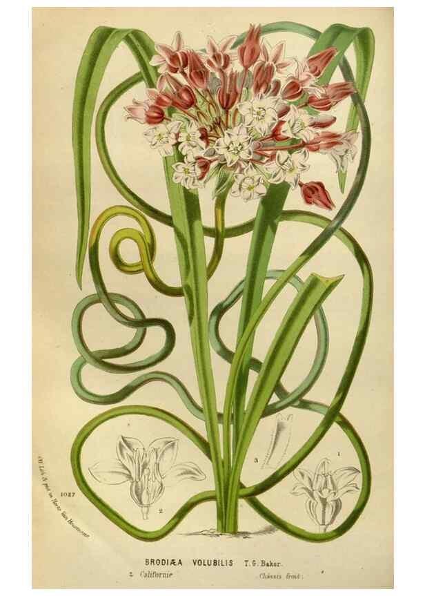 Reproducción/Reproduction 49588269381: Flore des serres et des jardins de l'Europe. A Gand :chez Louis van Houtte, eÌditeur,1845-1880.. 