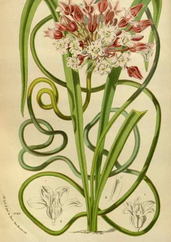 Reproducción/Reproduction 49588269381: Flore des serres et des jardins de l'Europe. A Gand :chez Louis van Houtte, eÌditeur,1845-1880.. 