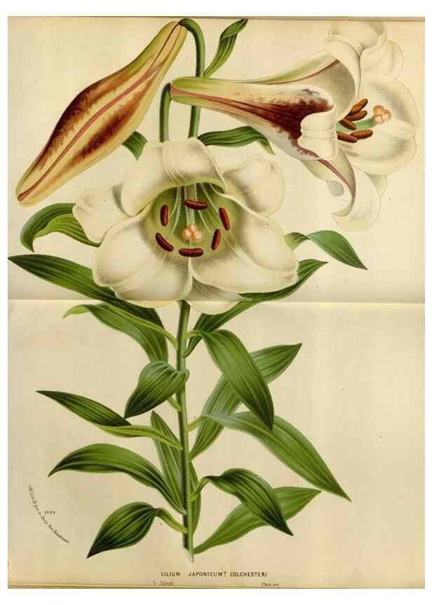 Reproducción/Reproduction 49587773393: Flore des serres et des jardins de l'Europe. A Gand :chez Louis van Houtte, eÌditeur,1845-1880.. 