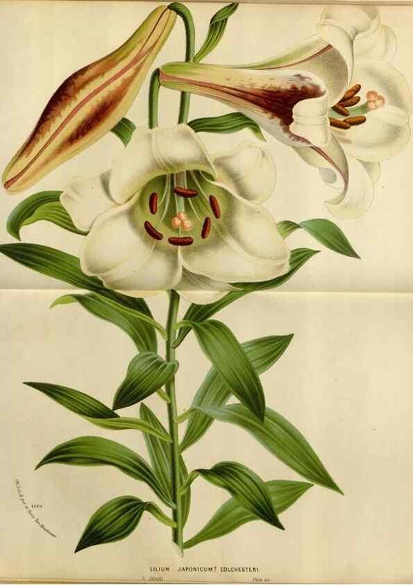 Reproducción/Reproduction 49587773393: Flore des serres et des jardins de l'Europe. A Gand :chez Louis van Houtte, eÌditeur,1845-1880.. 
