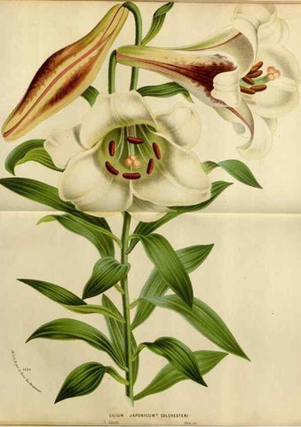 Reproducción/Reproduction 49587773393: Flore des serres et des jardins de l'Europe. A Gand :chez Louis van Houtte, eÌditeur,1845-1880.. 