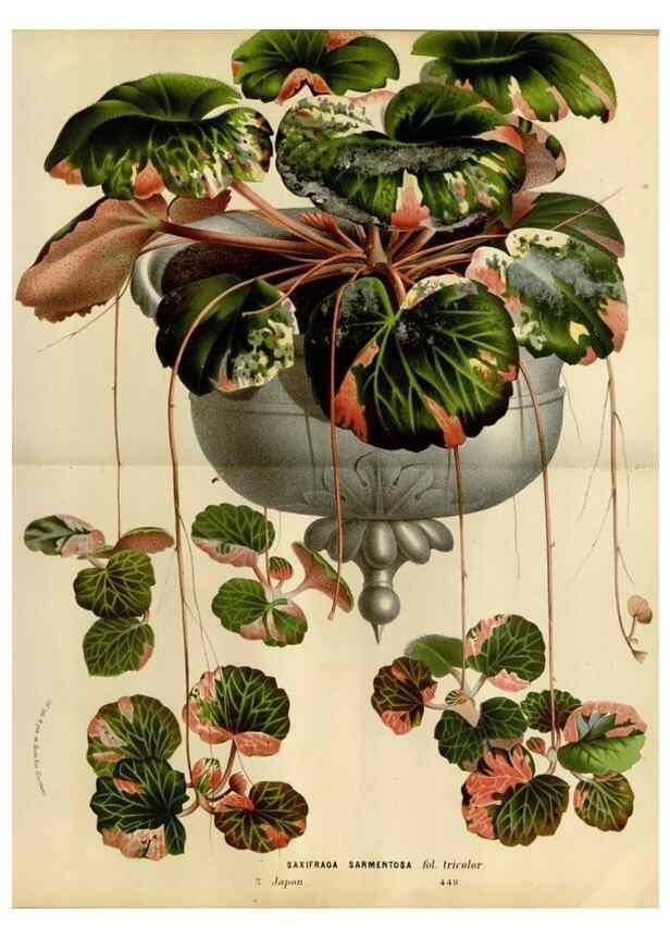 Reproducción/Reproduction 49587782043: Flore des serres et des jardins de l'Europe. A Gand :chez Louis van Houtte, eÌditeur,1845-1880.. 