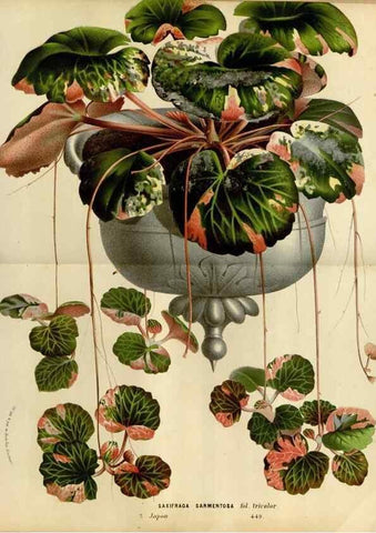 Reproducción/Reproduction 49587782043: Flore des serres et des jardins de l'Europe. A Gand :chez Louis van Houtte, eÌditeur,1845-1880.. 