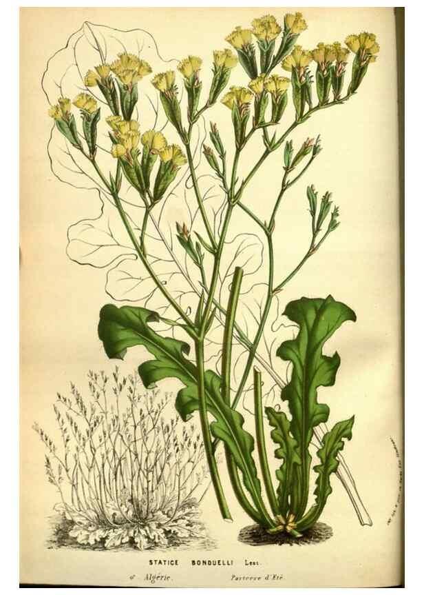 Reproducción/Reproduction 49588133636: Flore des serres et des jardins de l'Europe. A Gand :chez Louis van Houtte, eÌditeur,1845-1880.. 