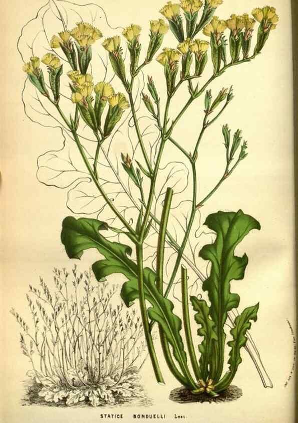 Reproducción/Reproduction 49588133636: Flore des serres et des jardins de l'Europe. A Gand :chez Louis van Houtte, eÌditeur,1845-1880.. 