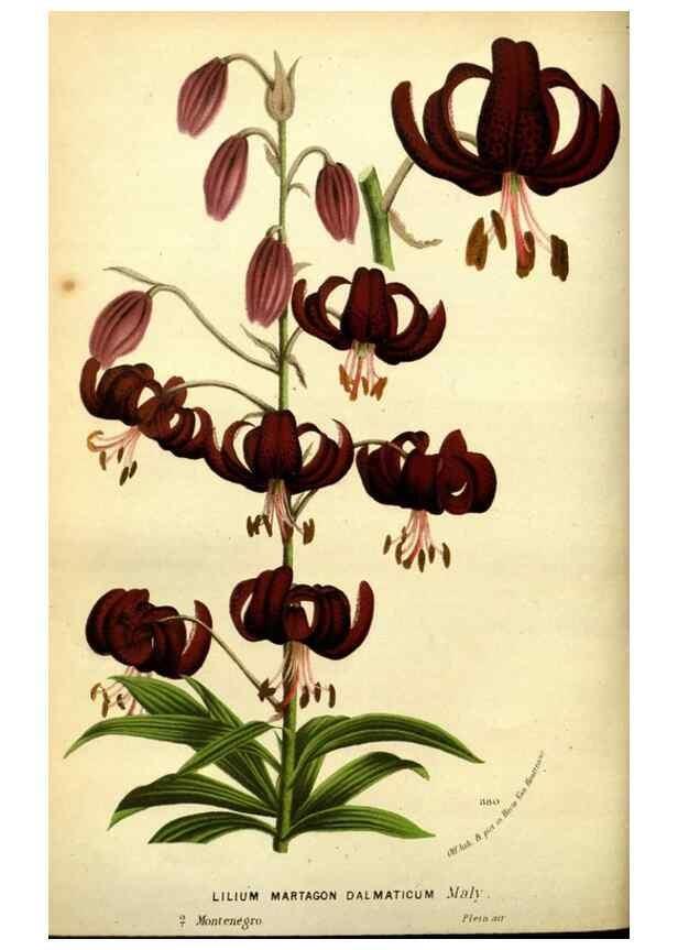 Reproducción/Reproduction 49588133151: Flore des serres et des jardins de l'Europe. A Gand :chez Louis van Houtte, eÌditeur,1845-1880.. 