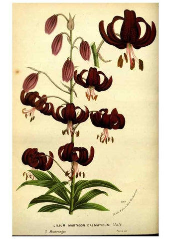 Reproducción/Reproduction 49588133151: Flore des serres et des jardins de l'Europe. A Gand :chez Louis van Houtte, eÌditeur,1845-1880.. 