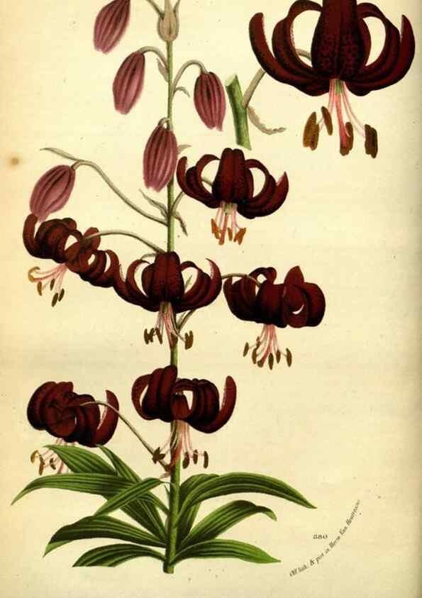 Reproducción/Reproduction 49588133151: Flore des serres et des jardins de l'Europe. A Gand :chez Louis van Houtte, eÌditeur,1845-1880.. 