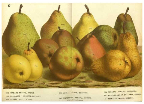 Reproducción/Reproduction 49587622688: Flore des serres et des jardins de l'Europe. A Gand :chez Louis van Houtte, eÌditeur,1845-1880.. 