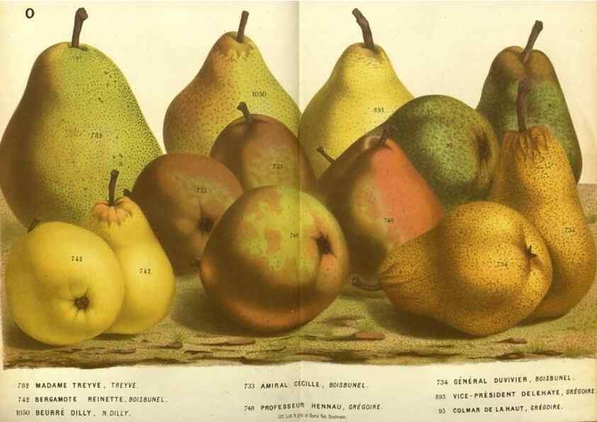 Reproducción/Reproduction 49587622688: Flore des serres et des jardins de l'Europe. A Gand :chez Louis van Houtte, eÌditeur,1845-1880.. 