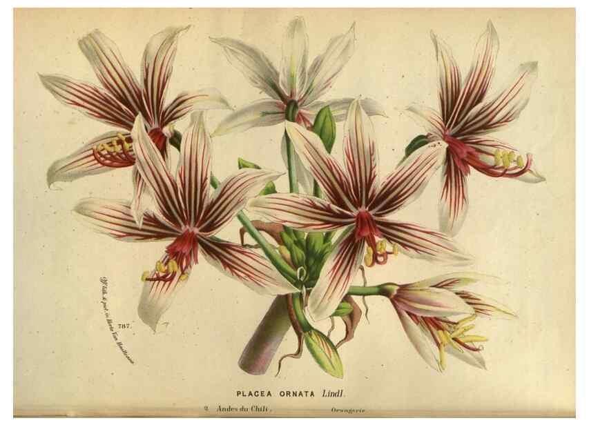 Reproducción/Reproduction 49587622973: Flore des serres et des jardins de l'Europe. A Gand :chez Louis van Houtte, eÌditeur,1845-1880.. 