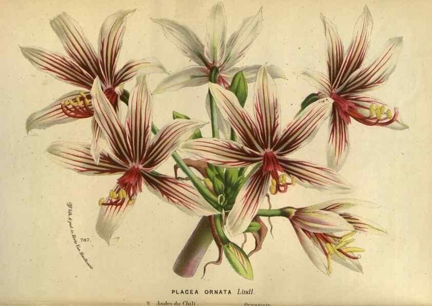 Reproducción/Reproduction 49587622973: Flore des serres et des jardins de l'Europe. A Gand :chez Louis van Houtte, eÌditeur,1845-1880.. 