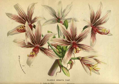 Reproducción/Reproduction 49587622973: Flore des serres et des jardins de l'Europe. A Gand :chez Louis van Houtte, eÌditeur,1845-1880.. 