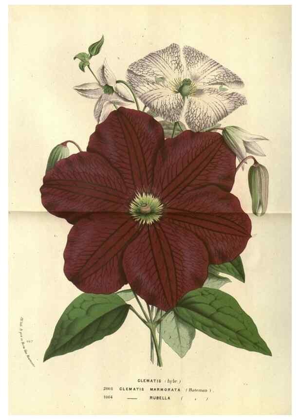 Reproducción/Reproduction 49588361467: Flore des serres et des jardins de l'Europe. A Gand :chez Louis van Houtte, eÌditeur,1845-1880.. 