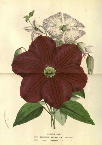 Reproducción/Reproduction 49588361467: Flore des serres et des jardins de l'Europe. A Gand :chez Louis van Houtte, eÌditeur,1845-1880.. 