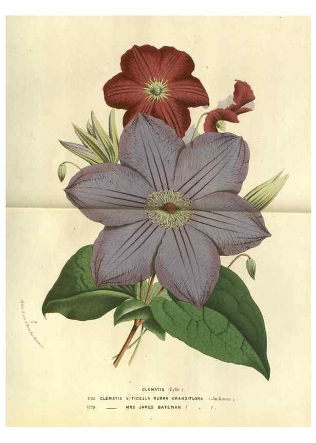 Reproducción/Reproduction 49588118041: Flore des serres et des jardins de l'Europe. A Gand :chez Louis van Houtte, eÌditeur,1845-1880.. 