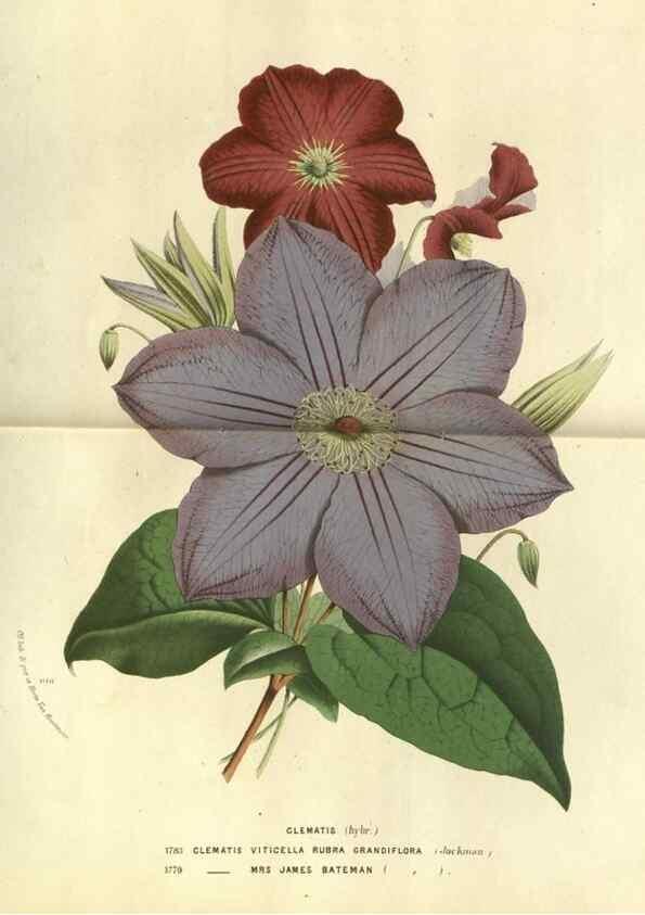 Reproducción/Reproduction 49588118041: Flore des serres et des jardins de l'Europe. A Gand :chez Louis van Houtte, eÌditeur,1845-1880.. 