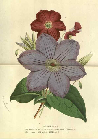 Reproducción/Reproduction 49588118041: Flore des serres et des jardins de l'Europe. A Gand :chez Louis van Houtte, eÌditeur,1845-1880.. 