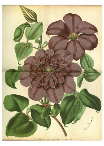 Reproducción/Reproduction 49588362587: Flore des serres et des jardins de l'Europe. A Gand :chez Louis van Houtte, eÌditeur,1845-1880.. 