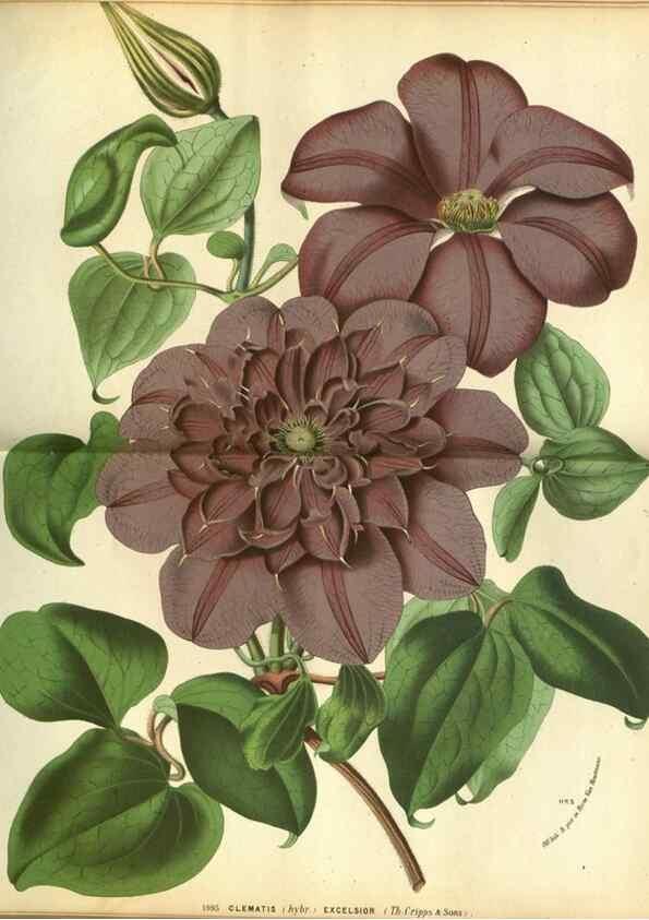 Reproducción/Reproduction 49588362587: Flore des serres et des jardins de l'Europe. A Gand :chez Louis van Houtte, eÌditeur,1845-1880.. 