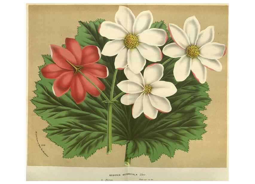 Reproducción/Reproduction 49588362892: Flore des serres et des jardins de l'Europe. A Gand :chez Louis van Houtte, eÌditeur,1845-1880.. 