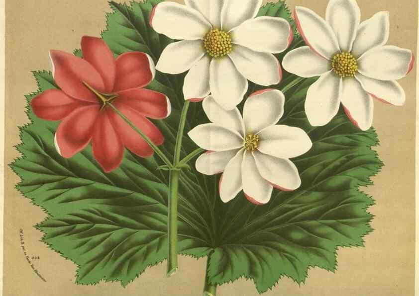 Reproducción/Reproduction 49588362892: Flore des serres et des jardins de l'Europe. A Gand :chez Louis van Houtte, eÌditeur,1845-1880.. 
