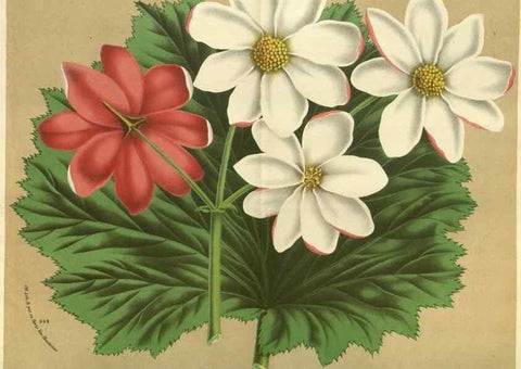 Reproducción/Reproduction 49588362892: Flore des serres et des jardins de l'Europe. A Gand :chez Louis van Houtte, eÌditeur,1845-1880.. 