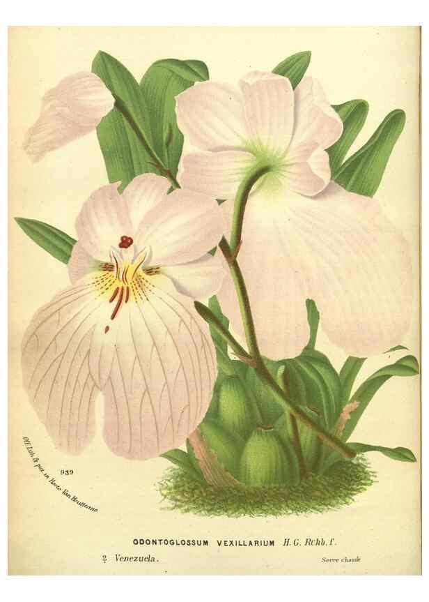Reproducción/Reproduction 49588363167: Flore des serres et des jardins de l'Europe. A Gand :chez Louis van Houtte, eÌditeur,1845-1880.. 