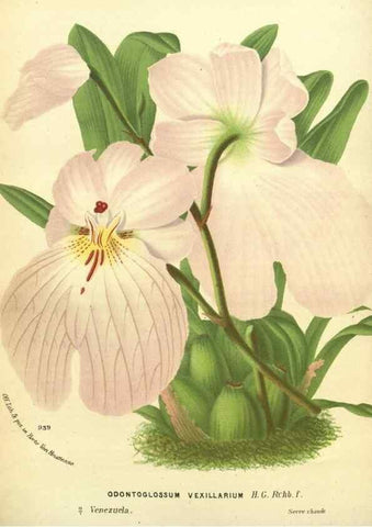 Reproducción/Reproduction 49588363167: Flore des serres et des jardins de l'Europe. A Gand :chez Louis van Houtte, eÌditeur,1845-1880.. 