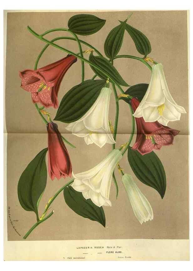 Reproducción/Reproduction 49588119131: Flore des serres et des jardins de l'Europe. A Gand :chez Louis van Houtte, eÌditeur,1845-1880.. 