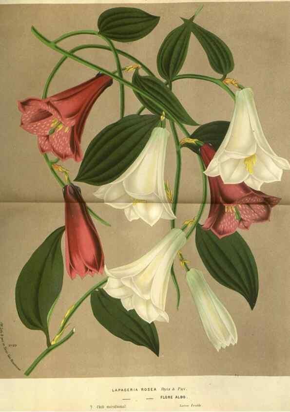 Reproducción/Reproduction 49588119131: Flore des serres et des jardins de l'Europe. A Gand :chez Louis van Houtte, eÌditeur,1845-1880.. 