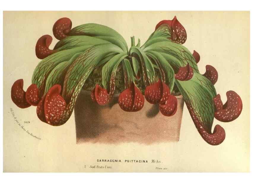 Reproducción/Reproduction 49588119866: Flore des serres et des jardins de l'Europe. A Gand :chez Louis van Houtte, eÌditeur,1845-1880.. 