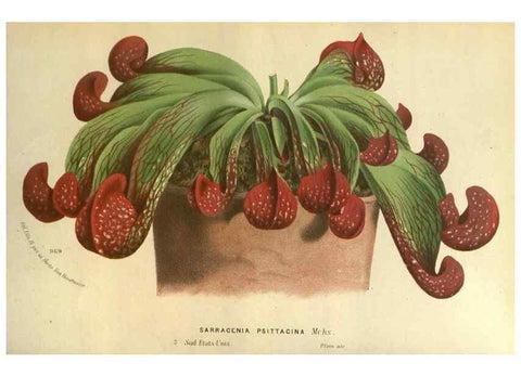 Reproducción/Reproduction 49588119866: Flore des serres et des jardins de l'Europe. A Gand :chez Louis van Houtte, eÌditeur,1845-1880.. 