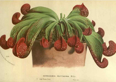 Reproducción/Reproduction 49588119866: Flore des serres et des jardins de l'Europe. A Gand :chez Louis van Houtte, eÌditeur,1845-1880.. 