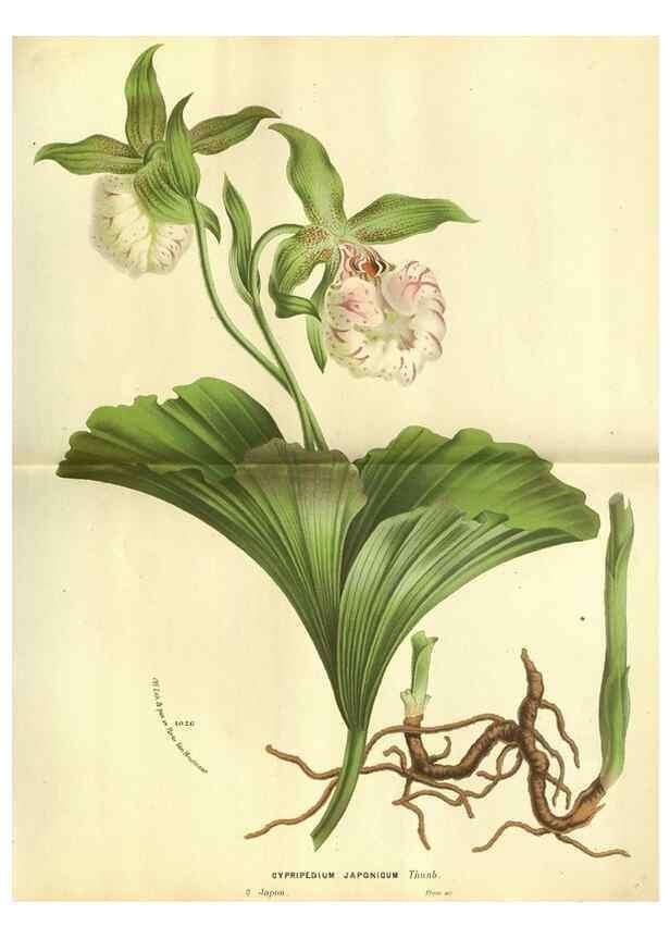 Reproducción/Reproduction 49588120216: Flore des serres et des jardins de l'Europe. A Gand :chez Louis van Houtte, eÌditeur,1845-1880.. 