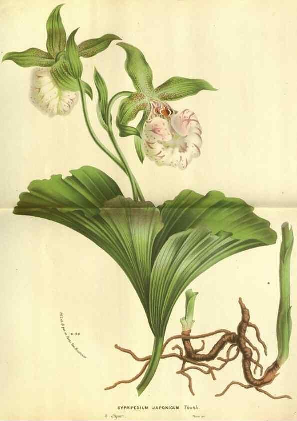 Reproducción/Reproduction 49588120216: Flore des serres et des jardins de l'Europe. A Gand :chez Louis van Houtte, eÌditeur,1845-1880.. 